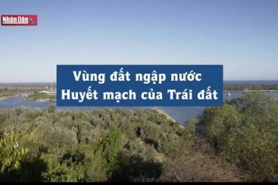 Vùng đất ngập nước – Huyết mạch của Trái đất